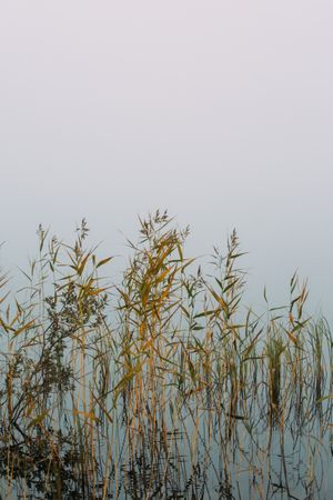 Dried plants in swamp