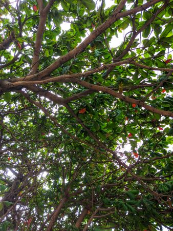 Nature green tree