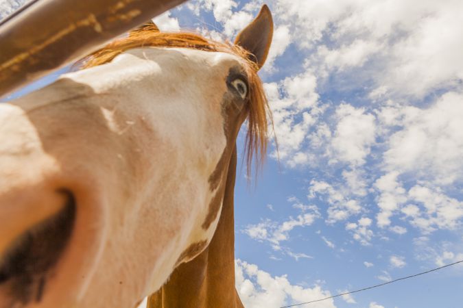 Brown horse standing behind paddock fence