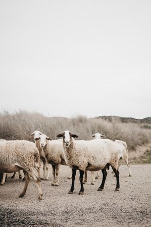 Sheep walking on the road