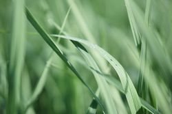 Water droplet on leaf of grass. Purity and nature concept