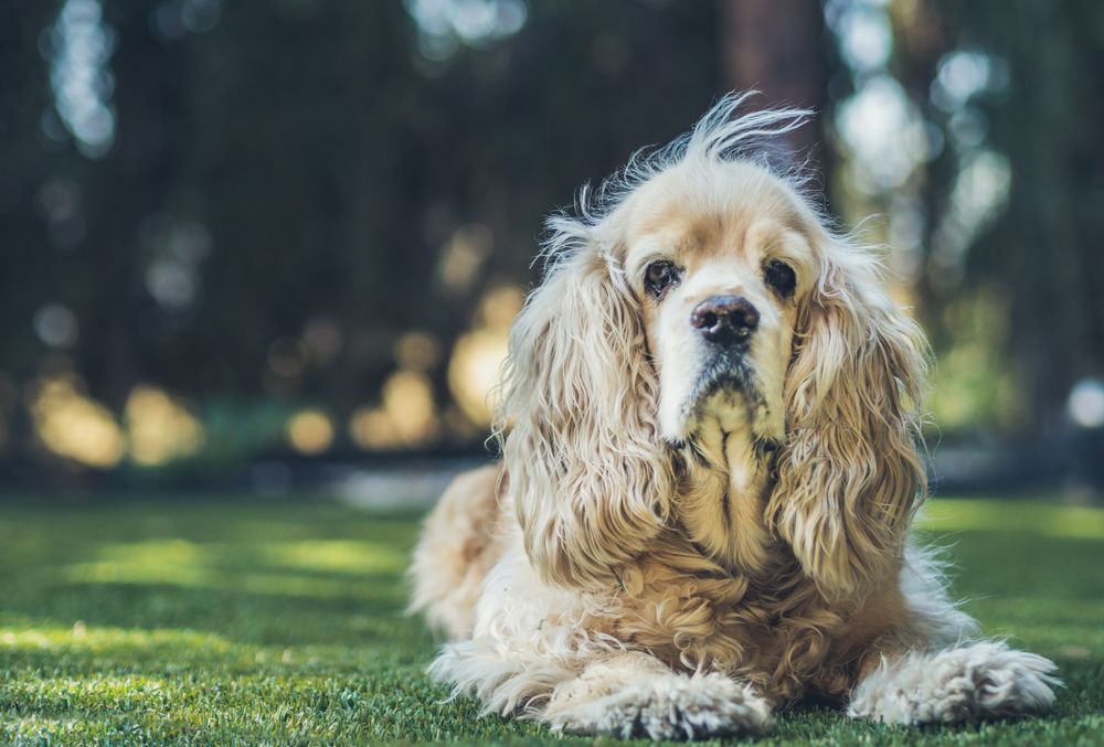 Funny dog lying on ground between plants