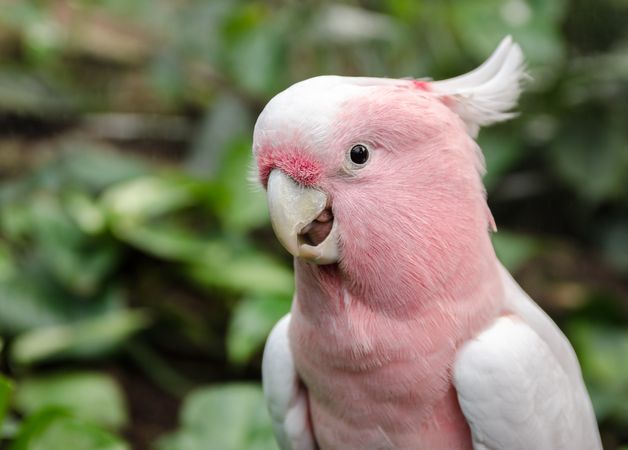 Pink Cockatoo on tree branch