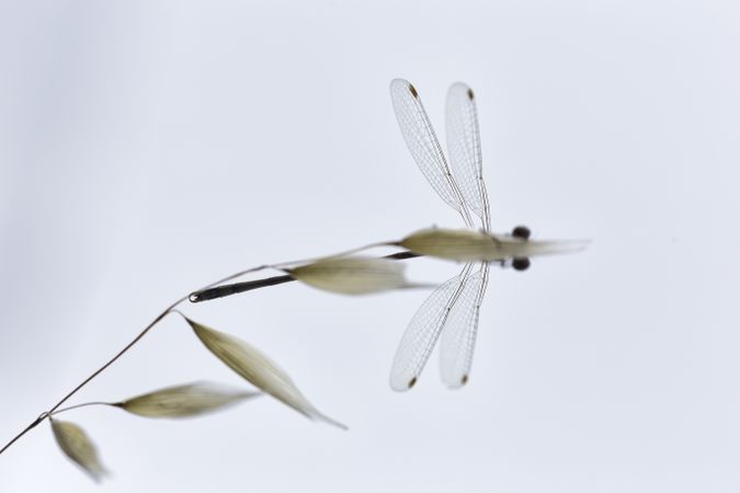 Dragon-fly on thin twig of plant
