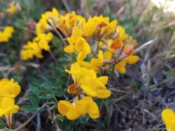 Close up of yellow lotus-corniculatus