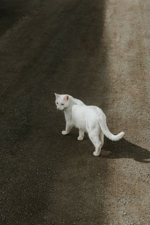 cat lying on ground