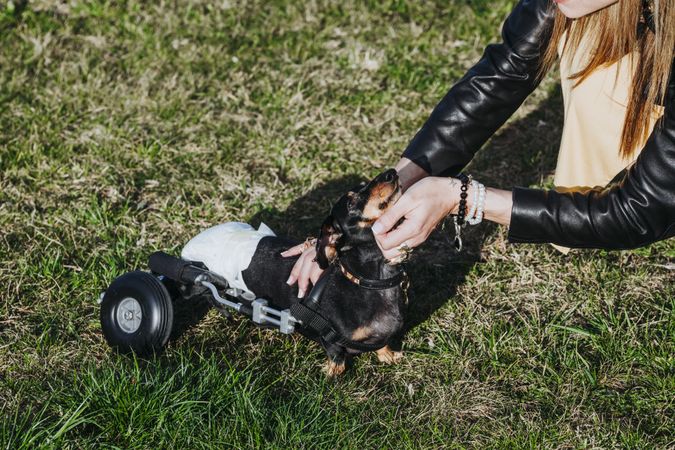 Woman with wheelchair on dog