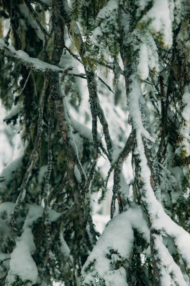 Frozen branches of conifer tree
