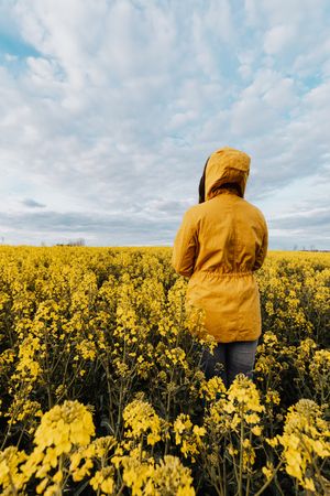 Back view of person in yellow hoodie standing on yellow flower field
