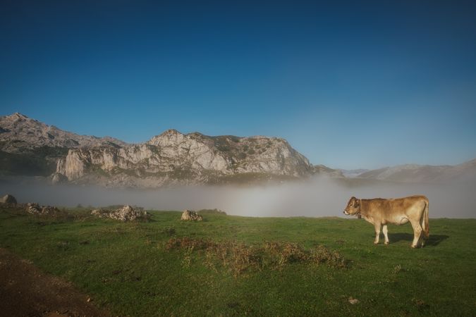 Cattle in green meadow during foggy sunny weather