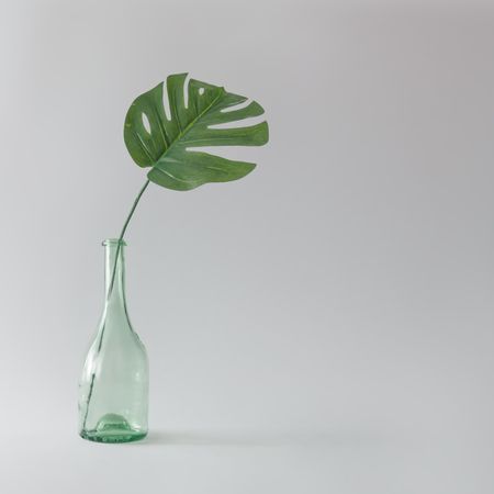 Green monstera leaf in glass bottle