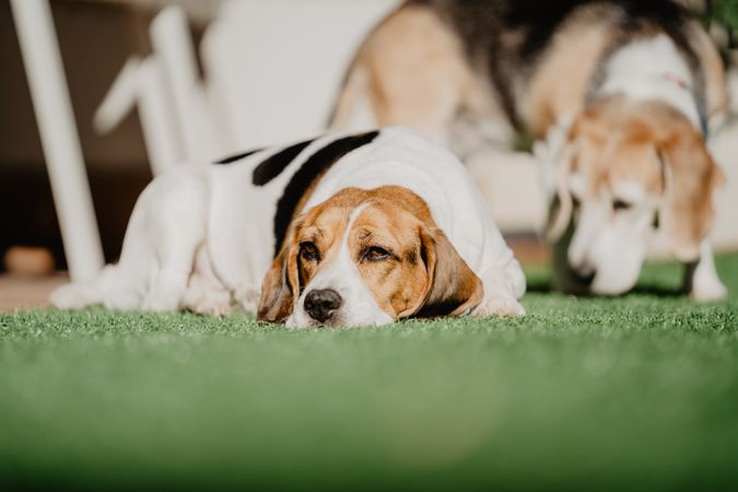 Cute beagles on lawn in yard