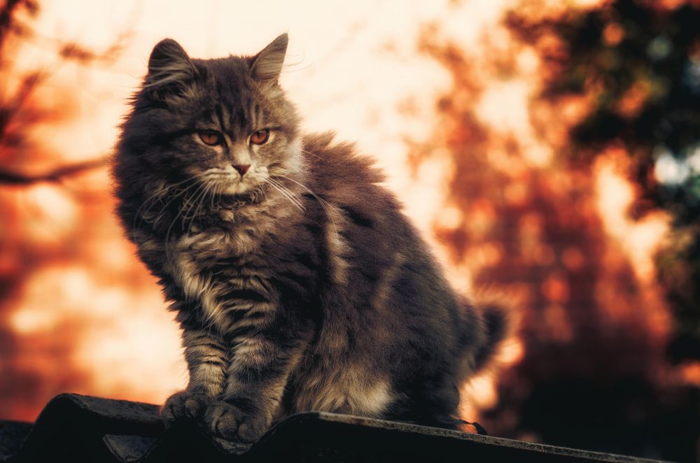 Gray fluffy cat standing on roof