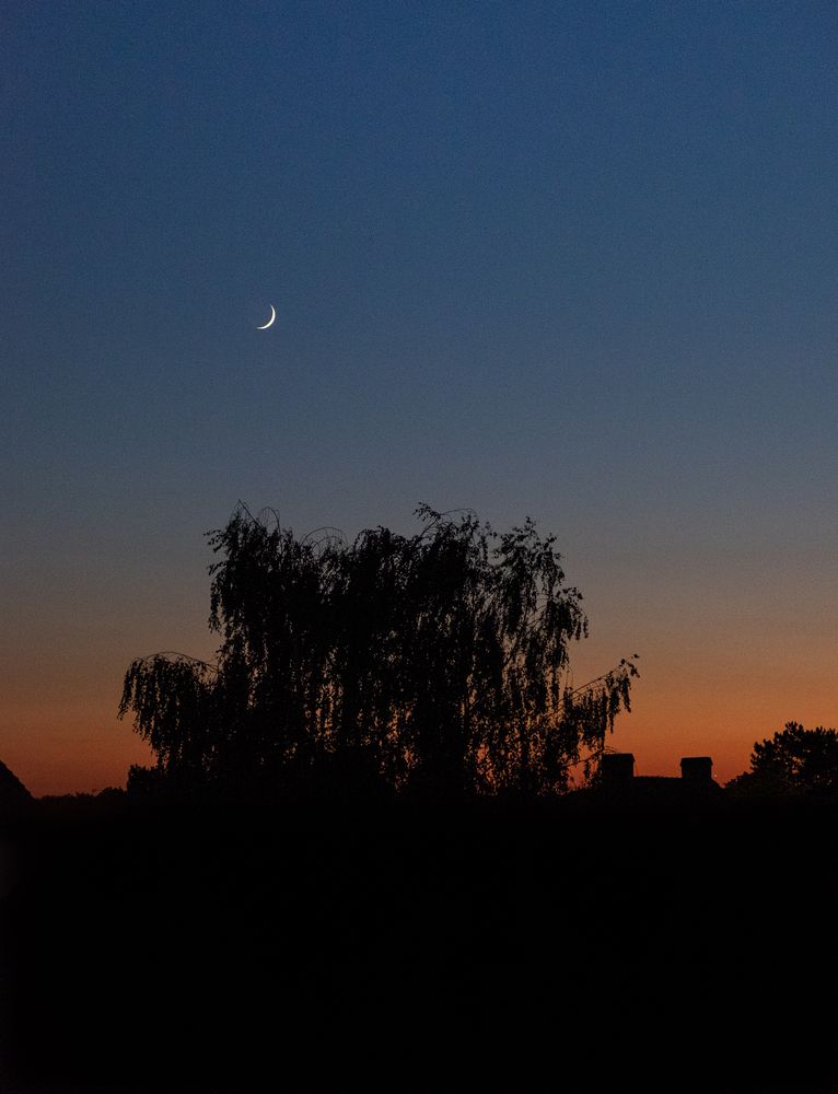 Tree under a crescent moon