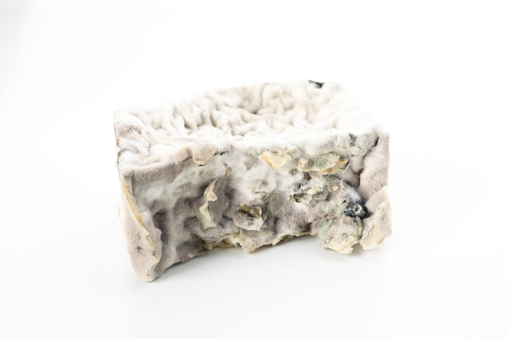 Food with mold, isolated on light background