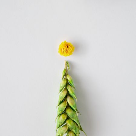 Christmas tree made with wheat grass and yellow flower