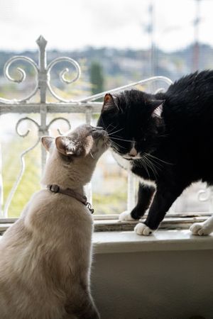 Tan cat kissing dark cat