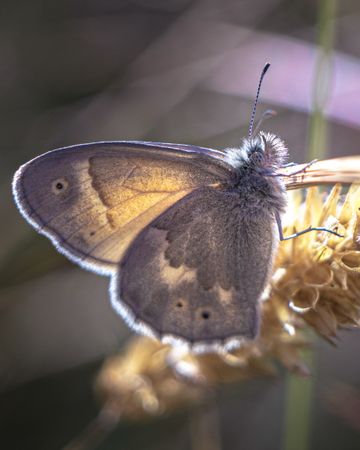 Side view of reflective grey butterfly on branch