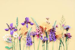 Beautiful spring flowers spread out on yellow background