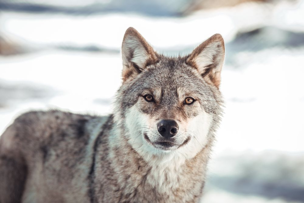 Wolf on hill near stones and snow