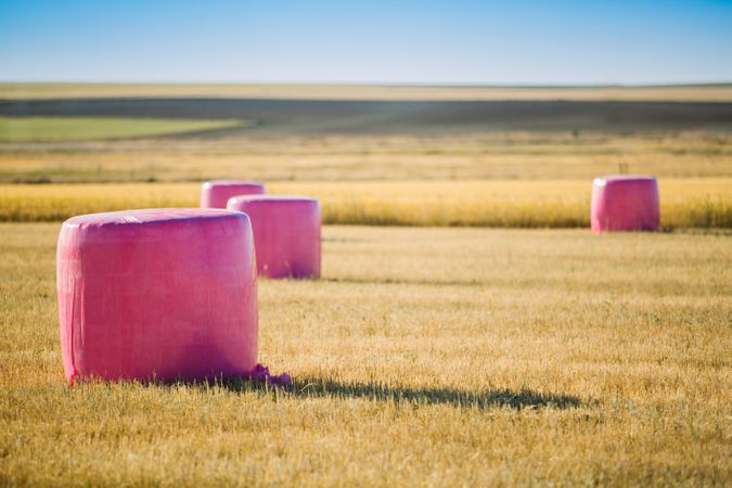 Bales wrapped with pink plastic