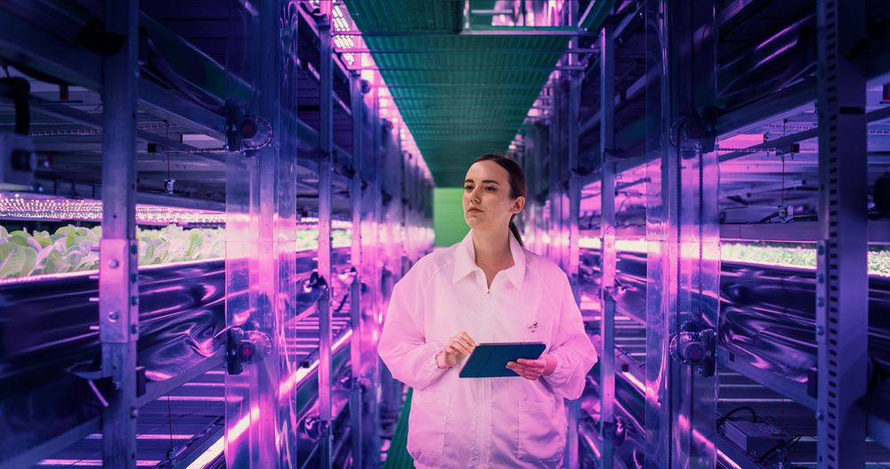 Female Hydroponics Specialist Walking in a Vertical Farm Corridor with LED Lights Illuminating the Plants.