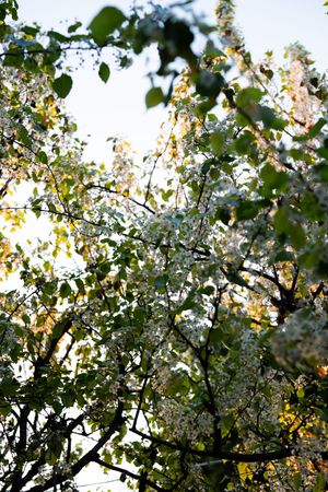 Flowering pear blossoms on tree