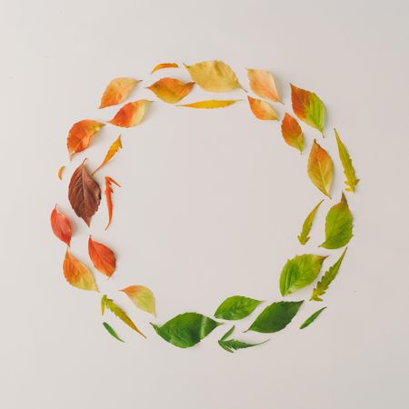 Circle of colorful leaves from amber to green