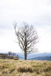 Lonely tree between grass on hill