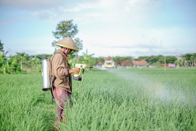 Older Asian male farmer spraying pesticide on rice green field