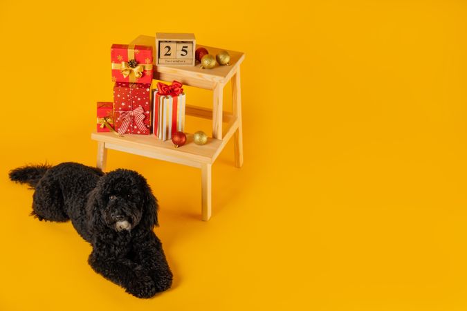 Concept of Merry Christmas, Christmas dog, space for text