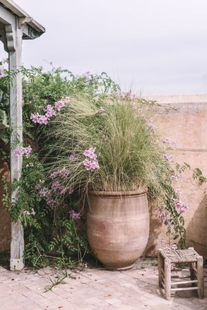 Plants and sofa on terrace
