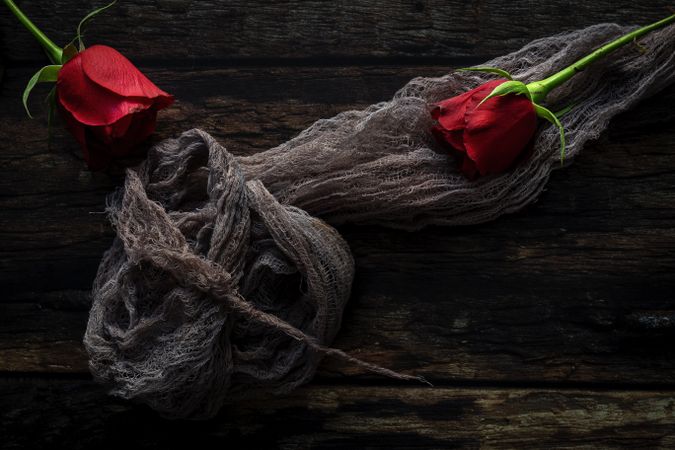 red roses with dark background