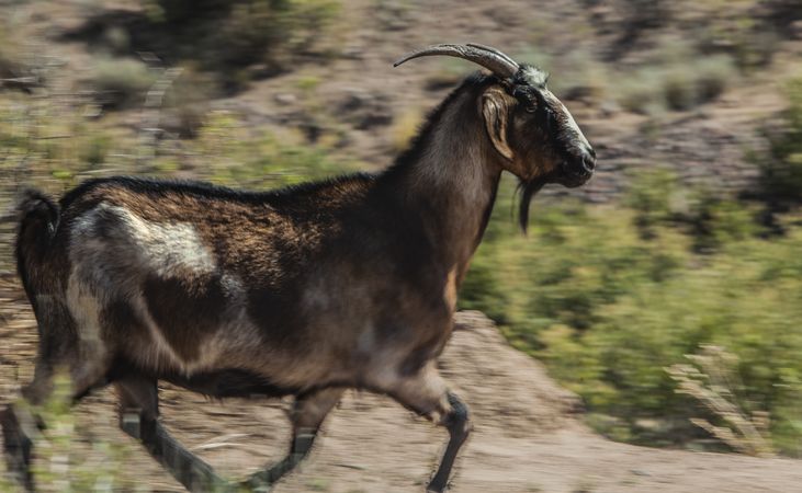 Livestock running on pasture