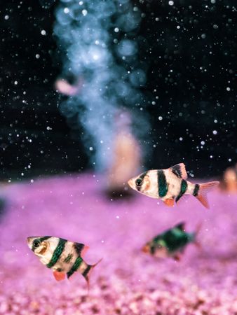Exotic fish in aquarium