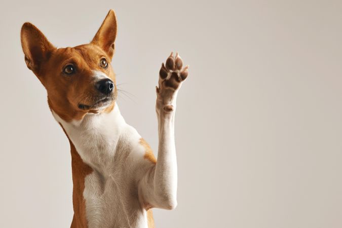 Dog with paw waving