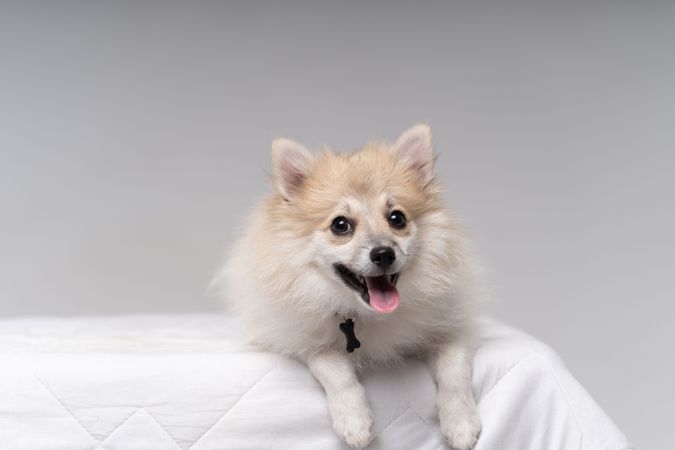 Cute Pomeranian dog lying down on table looking at camera