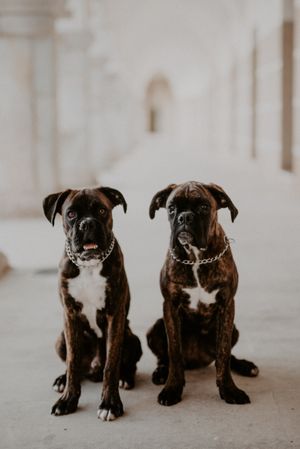 Playful cute dogs dutifully sitting on pavement