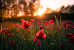 Sunsetting over a park with red flowers and trees