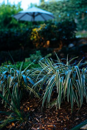 Ornamental variegated grasses with a patio umbrella in the background