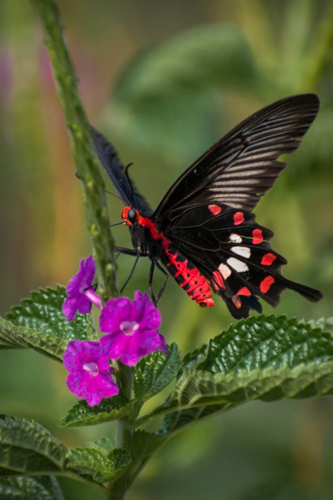 A beautiful Common Rose Butterfly perched on tarpeta flowers at a park in Mumbai, India