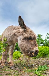 Cute donkey grazing on lush meadow