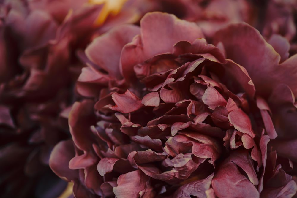 Dark red peonies growing outside