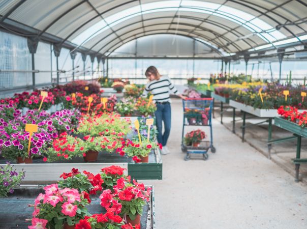 Female customer choosing flowers in greenhouse