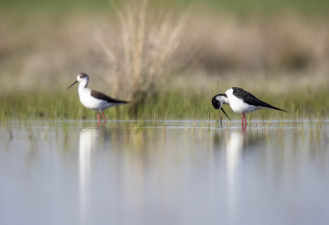 Wild bird walking on water