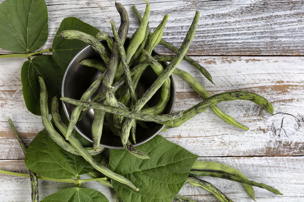 Filled frame of green rattlesnake pole beans flow out of stainless steel bowl on wood