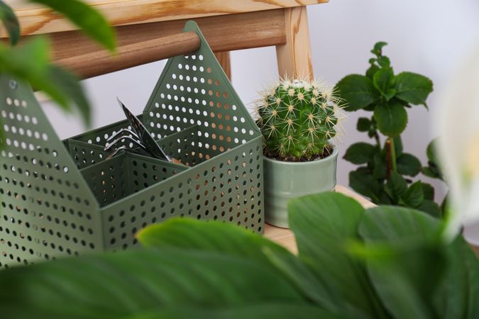 Cozy hobby - growing indoor plants at home