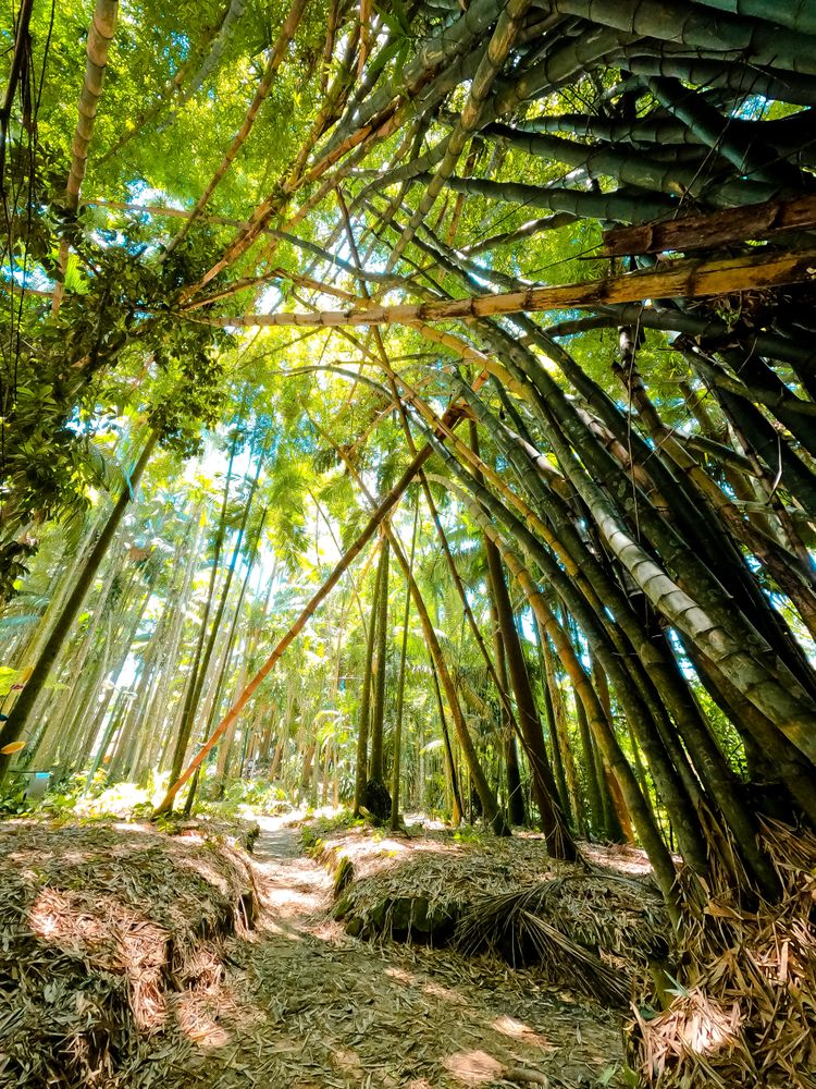 Low angle view of forest