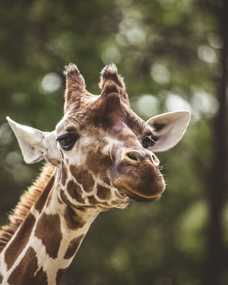 Selective focus photography of brown giraffe
