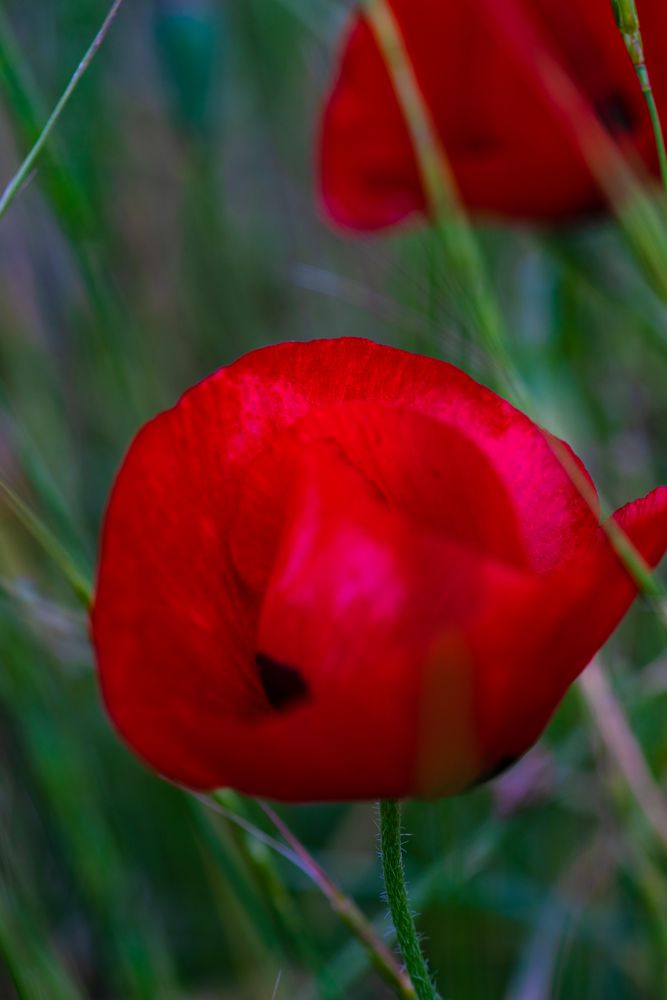 Summer background in poppy field